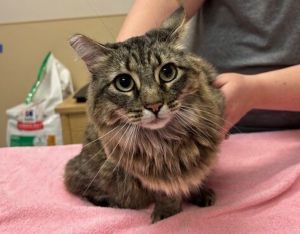 Butters Domestic Short Hair Cat
