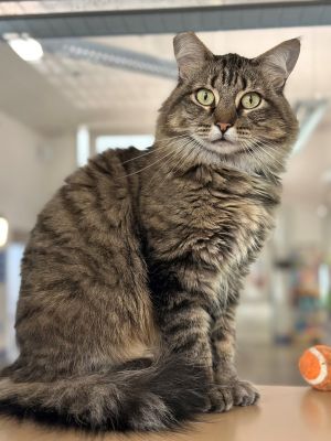 Hi Im Butters Im a petite and inquisitive young kitty looking for a home to call my own I can