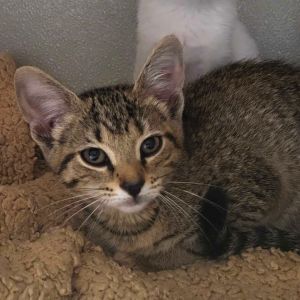 Jackson, Baby Female Domestic Short Hair