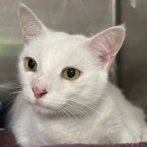 Ollie (fka Angel Boy), Senior Male Domestic Short Hair