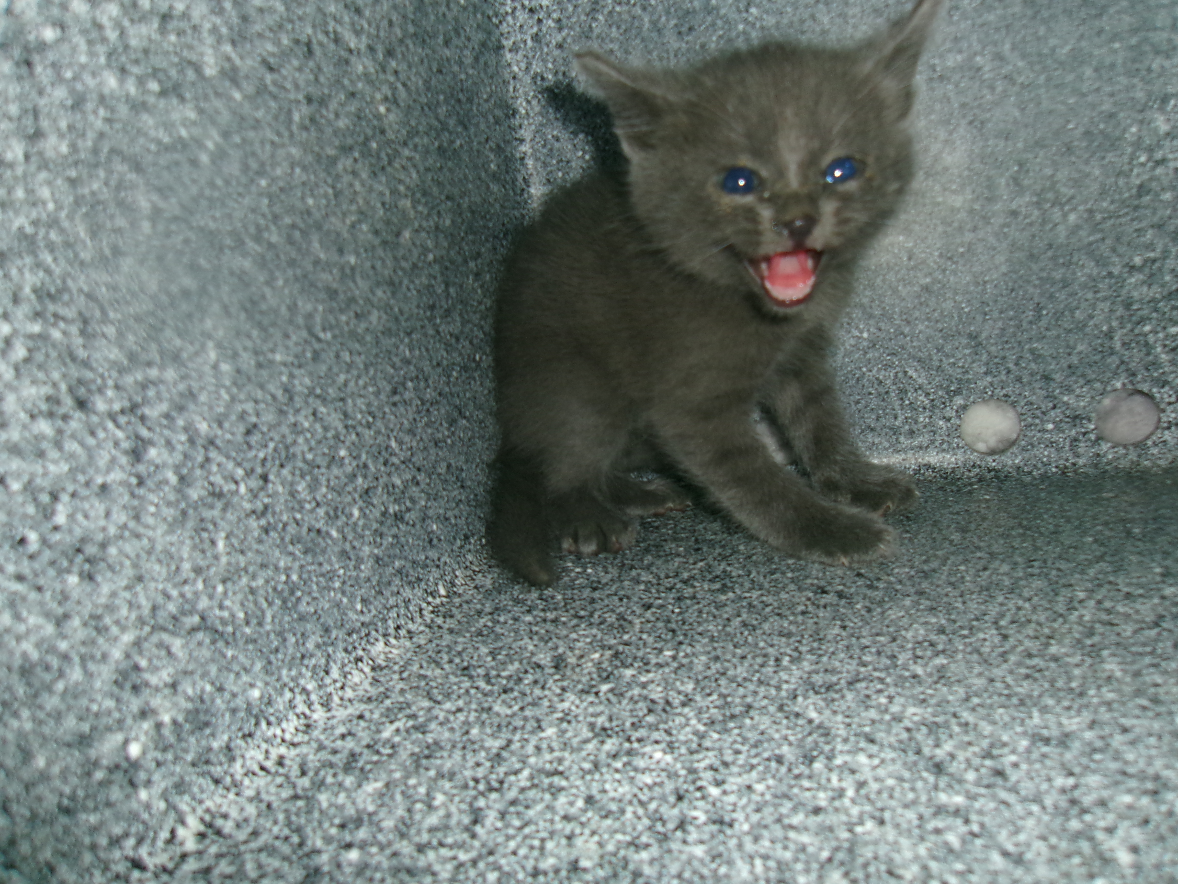 Testy, an adoptable Domestic Short Hair in Clovis, NM, 88101 | Photo Image 1