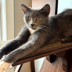 Joyce, Adult Female Domestic Short Hair