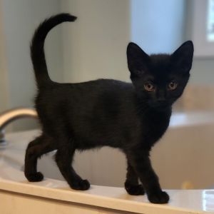 Freddie, Baby Male Domestic Short Hair