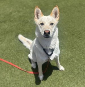 Zoe, Adult Female Siberian Husky