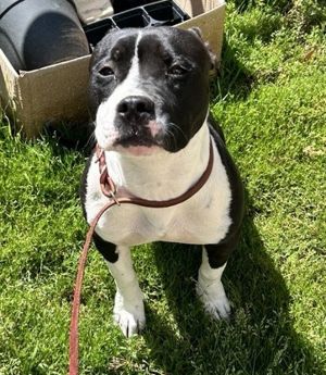 Dainty, Young Female Pit Bull Terrier