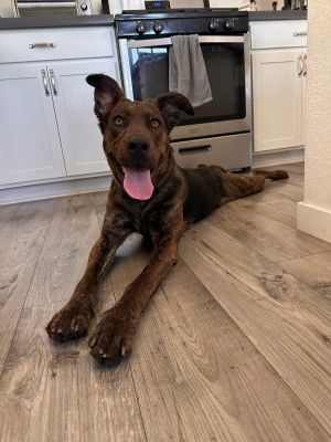 Nonna, Young Female Dutch Shepherd