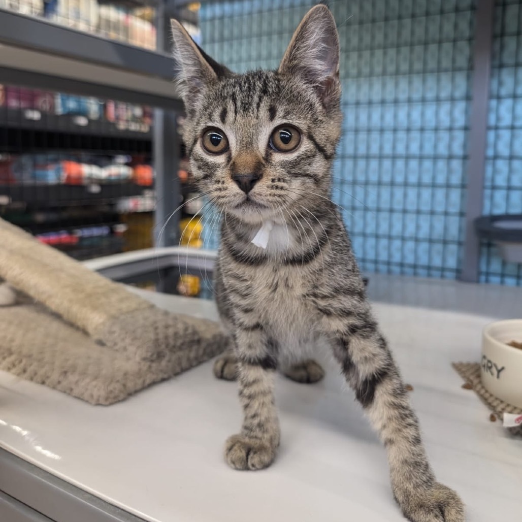 Mar Far, an adoptable Domestic Short Hair in Talent, OR, 97540 | Photo Image 1