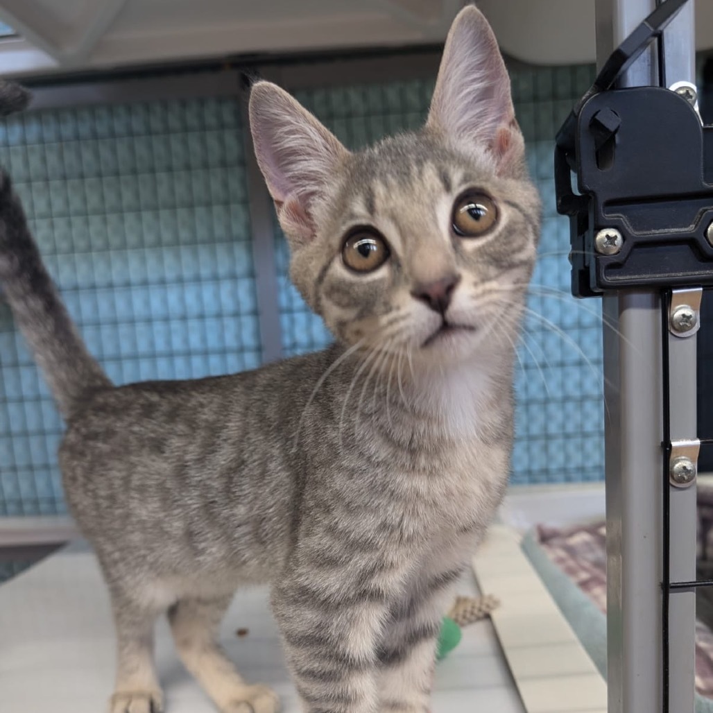 Egg Roll, an adoptable Domestic Short Hair in Talent, OR, 97540 | Photo Image 1