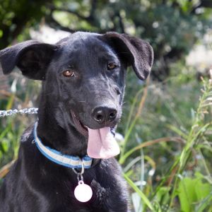 Fairfax, Adult Female Labrador Retriever