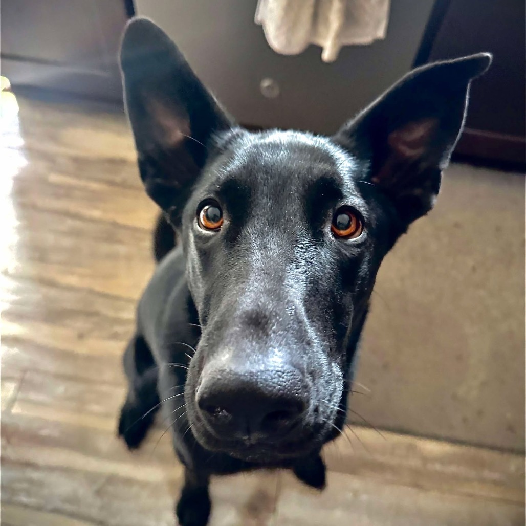 Fairfax, an adoptable Labrador Retriever, Shepherd in Bend, OR, 97702 | Photo Image 1
