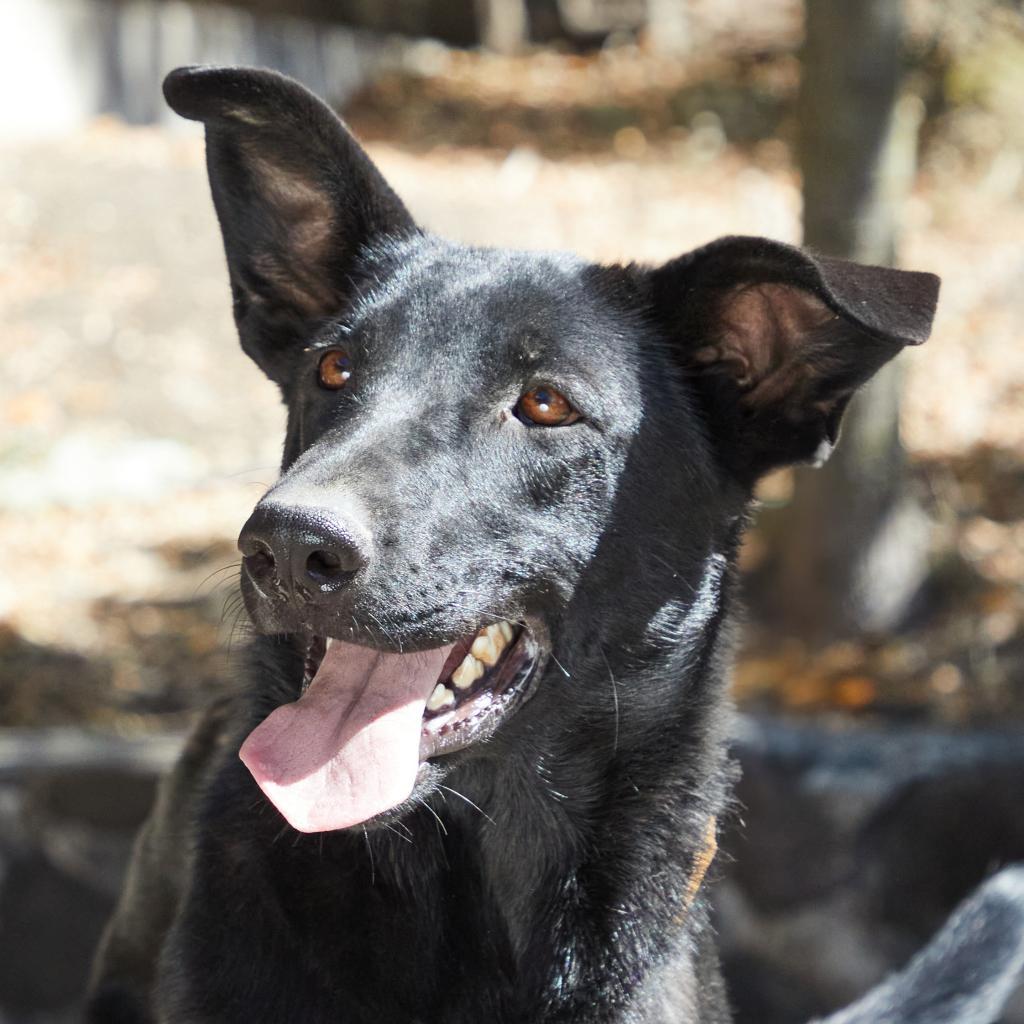 Fairfax, an adoptable Labrador Retriever, Shepherd in Bend, OR, 97702 | Photo Image 2