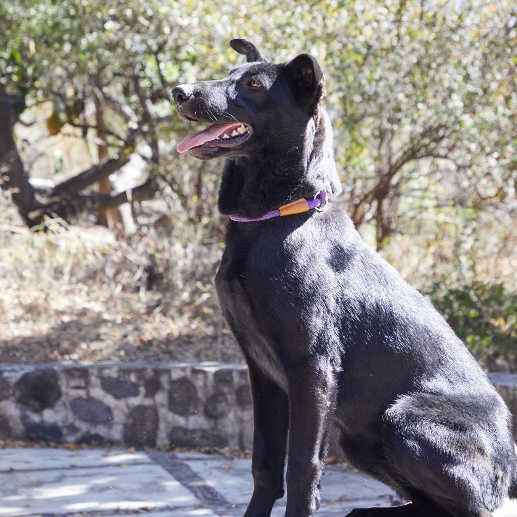 Fairfax, an adoptable Labrador Retriever, Shepherd in Bend, OR, 97702 | Photo Image 3