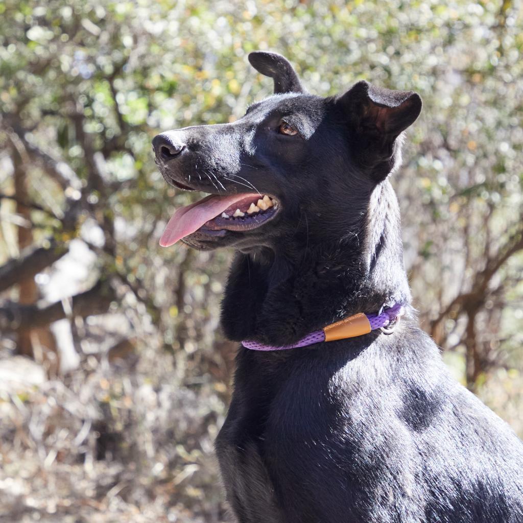 Fairfax, an adoptable Labrador Retriever, Shepherd in Bend, OR, 97702 | Photo Image 4