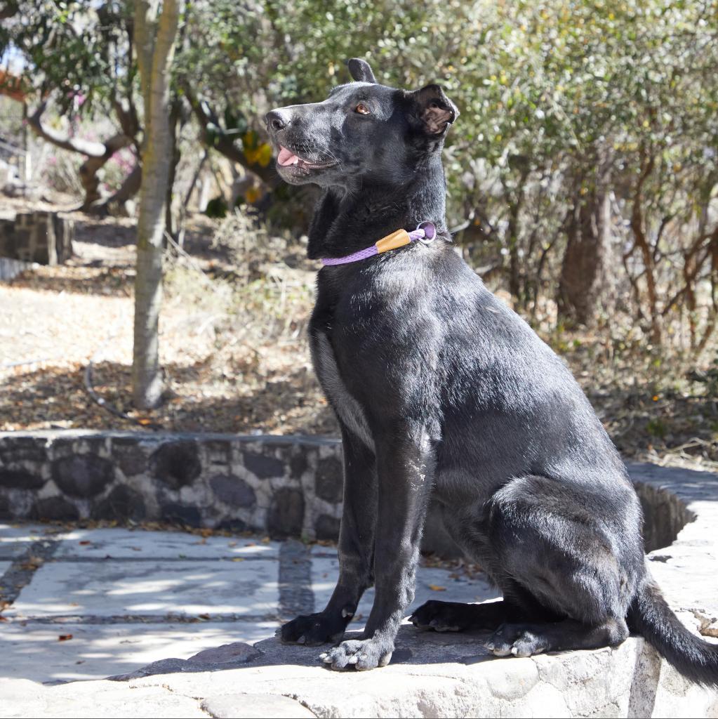 Fairfax, an adoptable Labrador Retriever, Shepherd in Bend, OR, 97702 | Photo Image 5