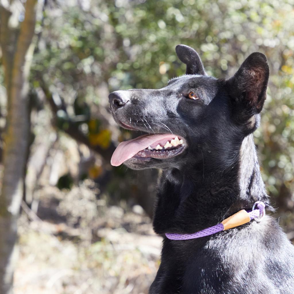 Fairfax, an adoptable Labrador Retriever, Shepherd in Bend, OR, 97702 | Photo Image 6