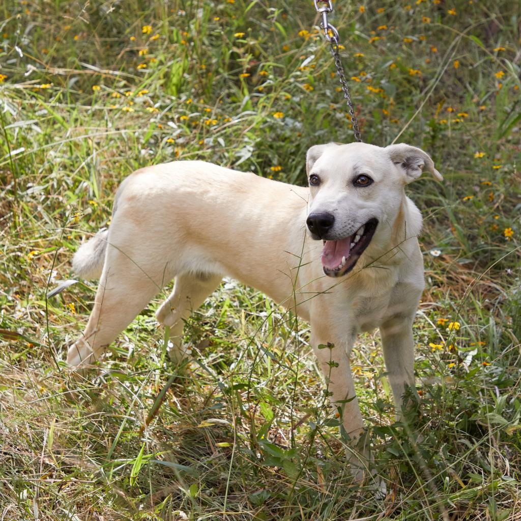Abel - Weekend Special!, an adoptable Labrador Retriever, Mixed Breed in Bend, OR, 97702 | Photo Image 1