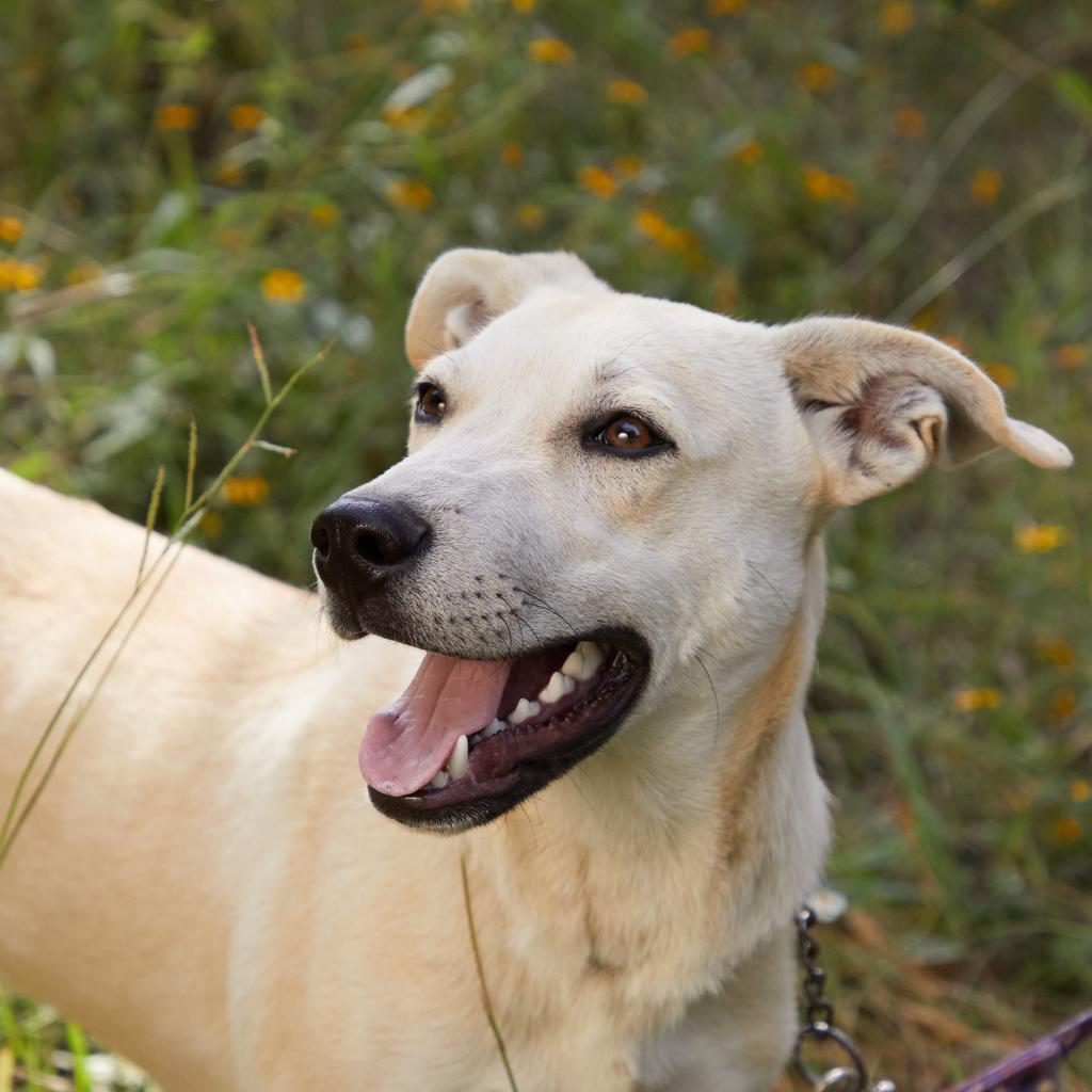 Abel - Weekend Special!, an adoptable Labrador Retriever, Mixed Breed in Bend, OR, 97702 | Photo Image 2