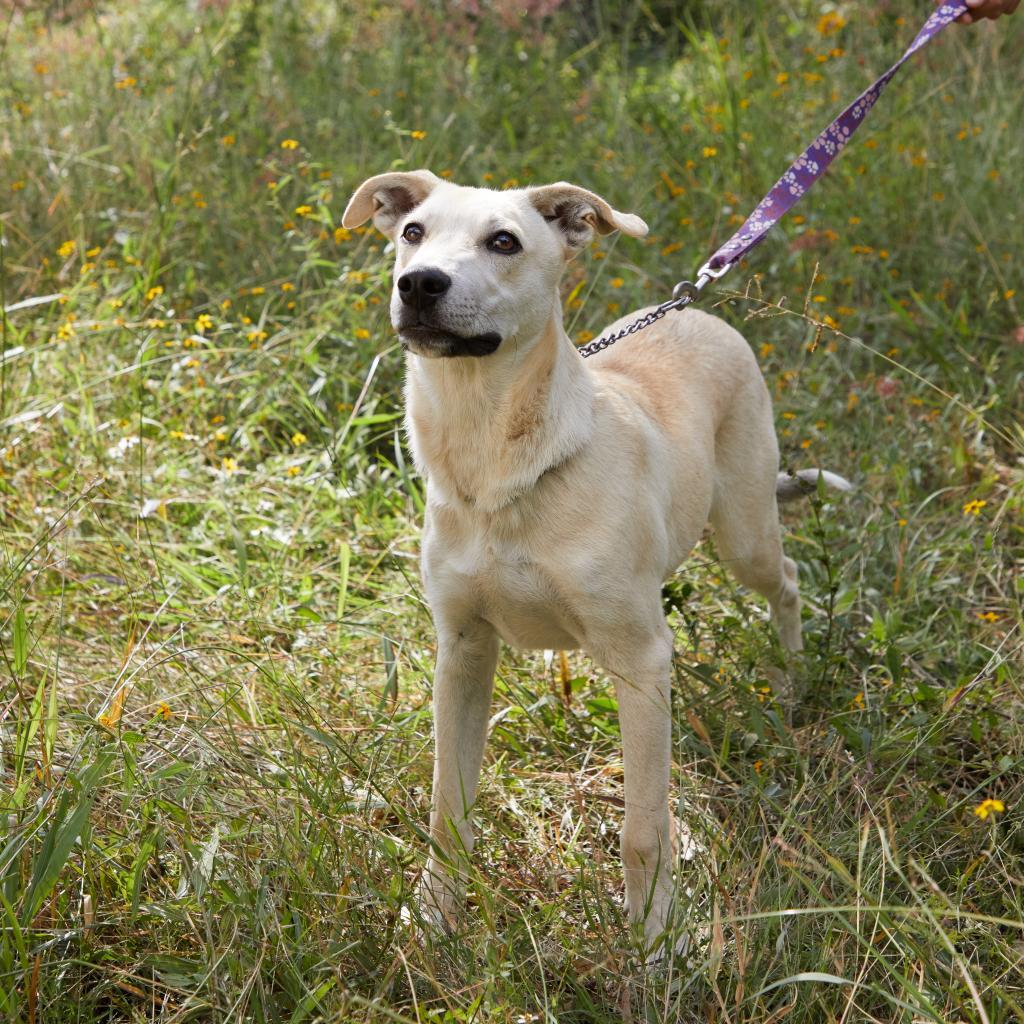 Abel - Weekend Special!, an adoptable Labrador Retriever, Mixed Breed in Bend, OR, 97702 | Photo Image 3