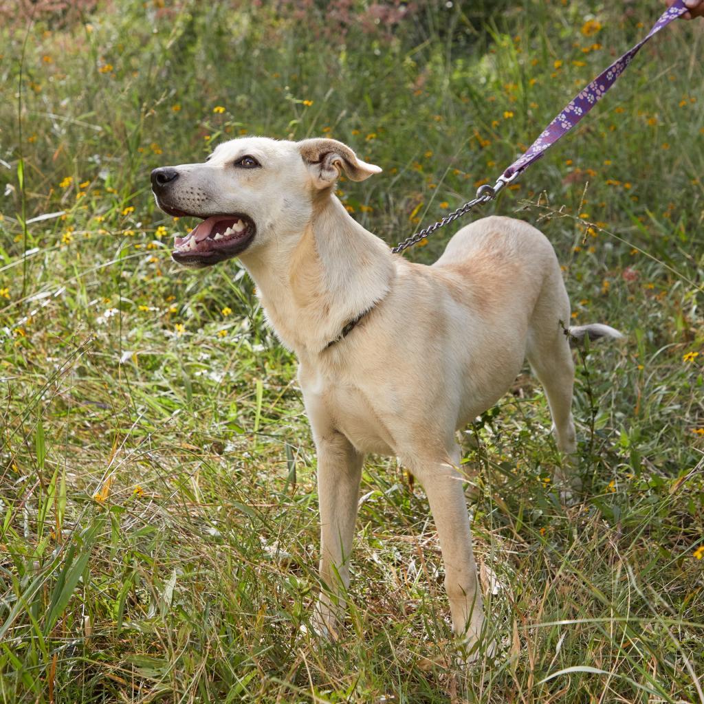 Abel - Weekend Special!, an adoptable Labrador Retriever, Mixed Breed in Bend, OR, 97702 | Photo Image 4