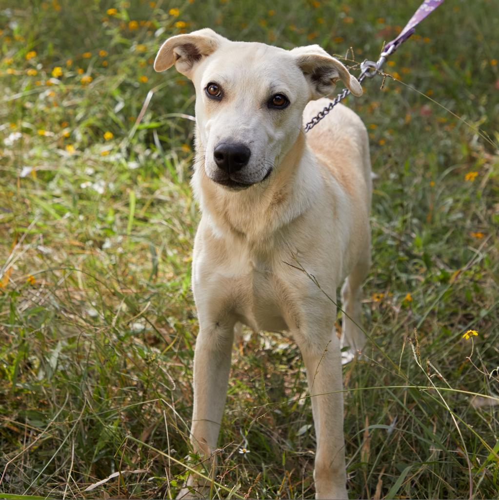 Abel - Weekend Special!, an adoptable Labrador Retriever, Mixed Breed in Bend, OR, 97702 | Photo Image 5