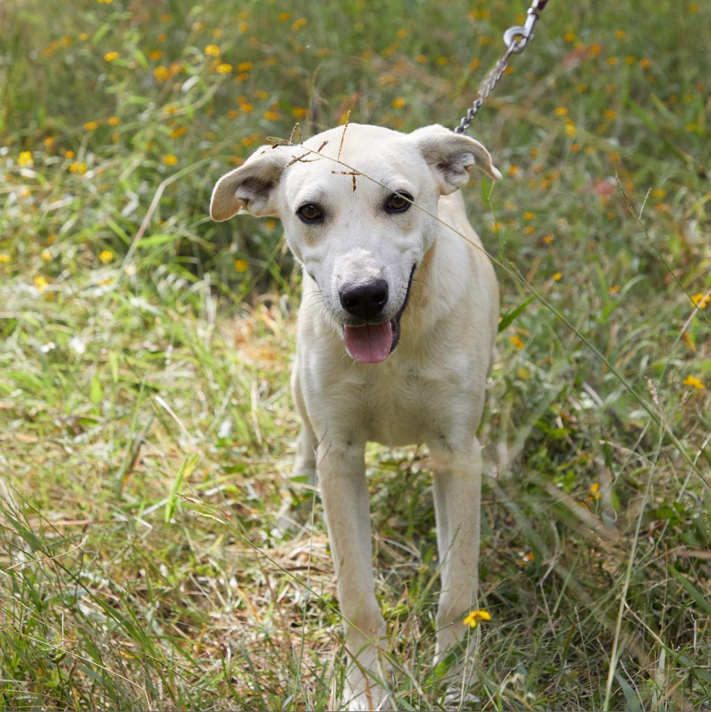 Abel - Weekend Special!, an adoptable Labrador Retriever, Mixed Breed in Bend, OR, 97702 | Photo Image 6