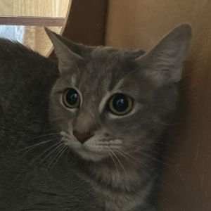 Jasmine, Adult Female unknown