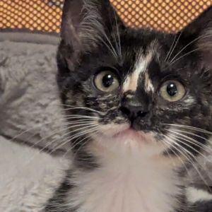 Please visit our website wwwferalfelinefriendsorg to learn more about this feline and to see other