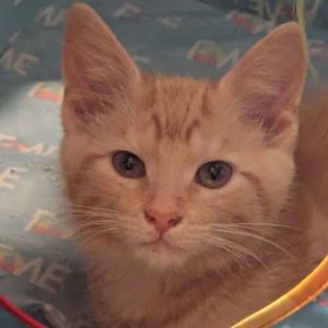 Please visit our website wwwferalfelinefriendsorg to learn more about this feline and to see other