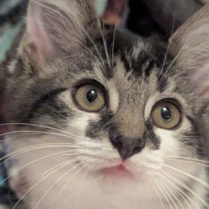 Please visit our website wwwferalfelinefriendsorg to learn more about this feline and to see other