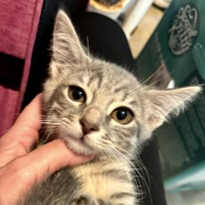 Rosemary was the first of litter to hiss purr and then lick her foster mommas nose She plays hard