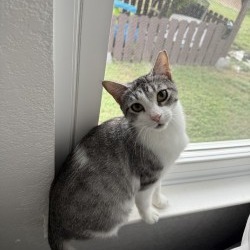 Millicent, Adult Female Domestic Short Hair