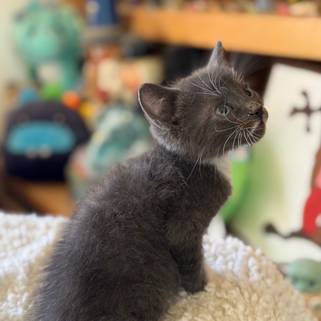 Owl, an adoptable Pixiebob, Domestic Short Hair in Eureka Springs, AR, 72632 | Photo Image 1