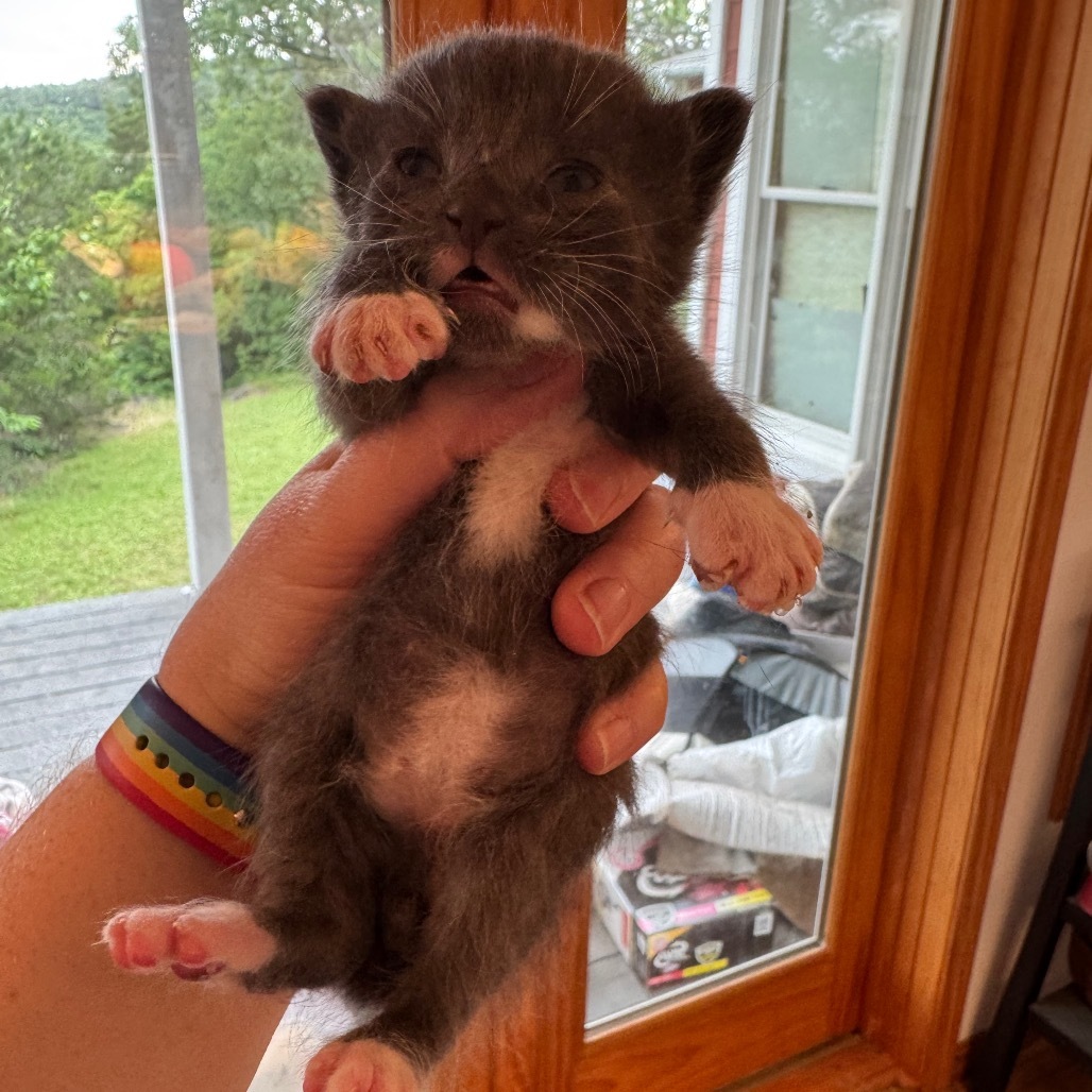 Owl, an adoptable Pixiebob, Domestic Short Hair in Eureka Springs, AR, 72632 | Photo Image 4