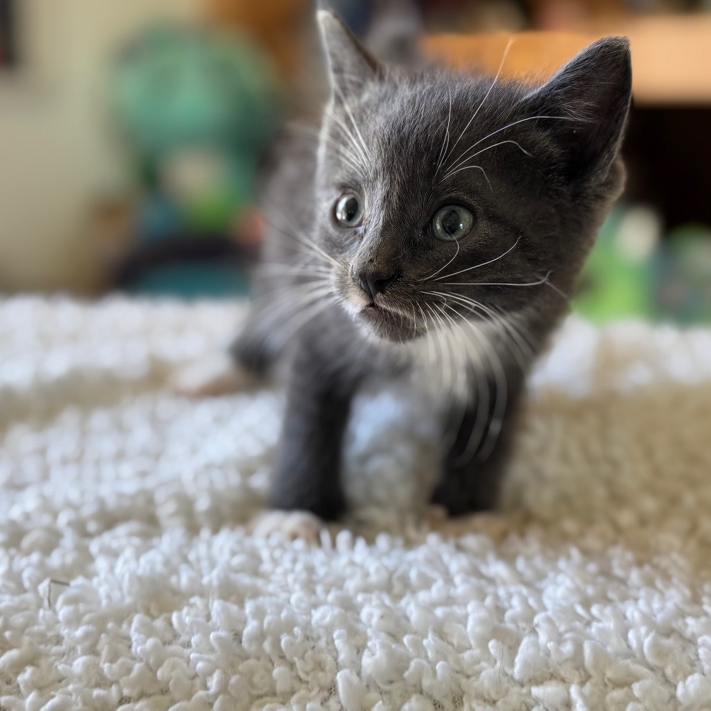 Owl, an adoptable Pixiebob, Domestic Short Hair in Eureka Springs, AR, 72632 | Photo Image 5