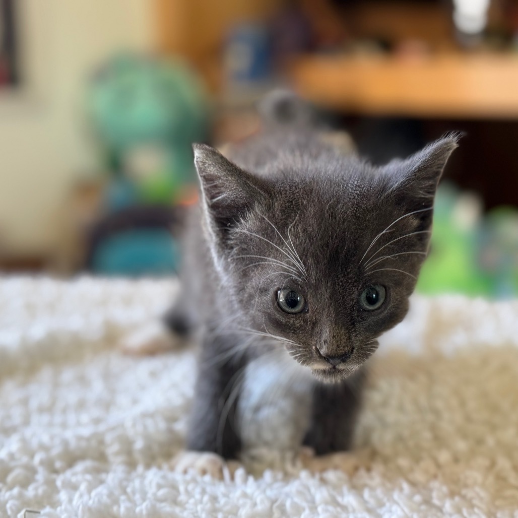 Owl, an adoptable Pixiebob, Domestic Short Hair in Eureka Springs, AR, 72632 | Photo Image 6