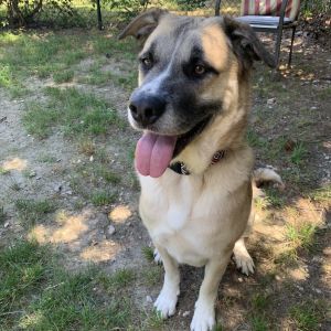Duke, Adult Male Anatolian Shepherd