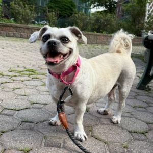 Cookie is currently in foster care and ready for adoption via our virtual process Cookie is an ador