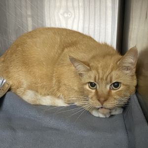 Buddy Domestic Short Hair Cat