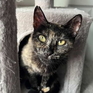 Tortellini Domestic Short Hair Cat