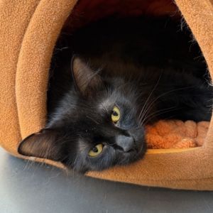 Marcadia Domestic Long Hair Cat