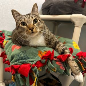 Ramble is going to ramble right into your heart This very handsome tabby is terrifically sweet cud
