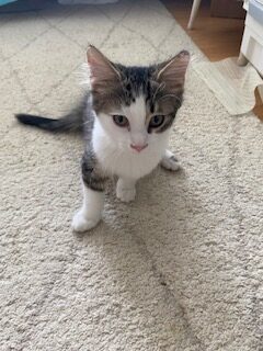 Sally, Young Female Domestic Short Hair