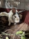 Popeye (Adoption Ambassador) photo 1