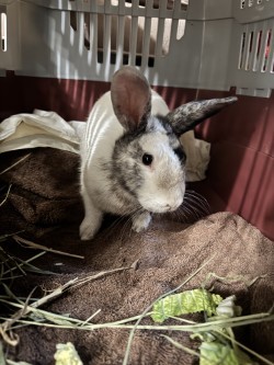 Popeye (Adoption Ambassador), Adult Male Bunny Rabbit