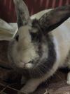Popeye (Adoption Ambassador) photo 2