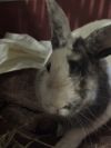 Popeye (Adoption Ambassador) photo 3