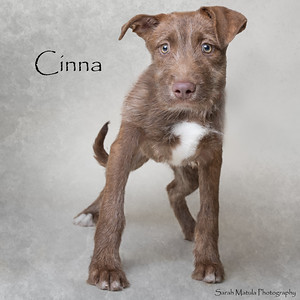Cinna, Baby Male Belgian Shepherd / Malinois