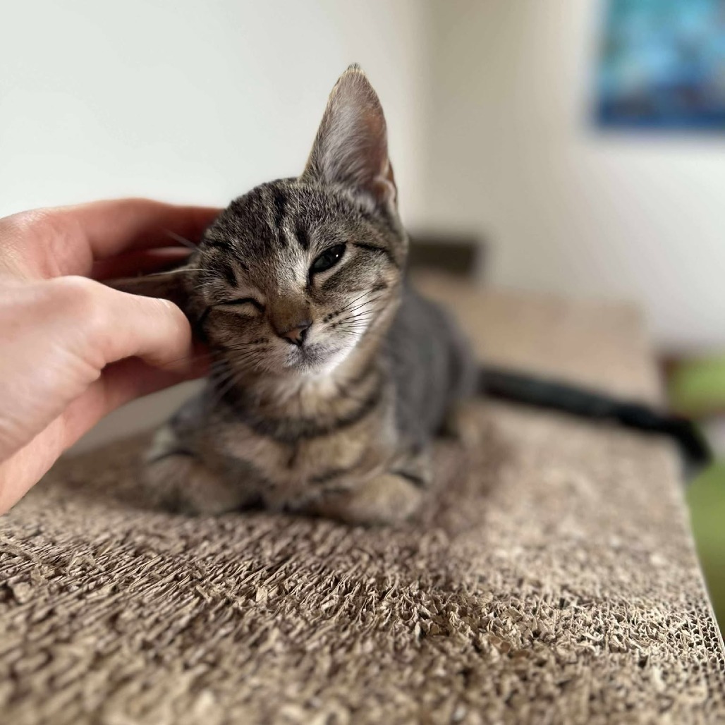 Mochi