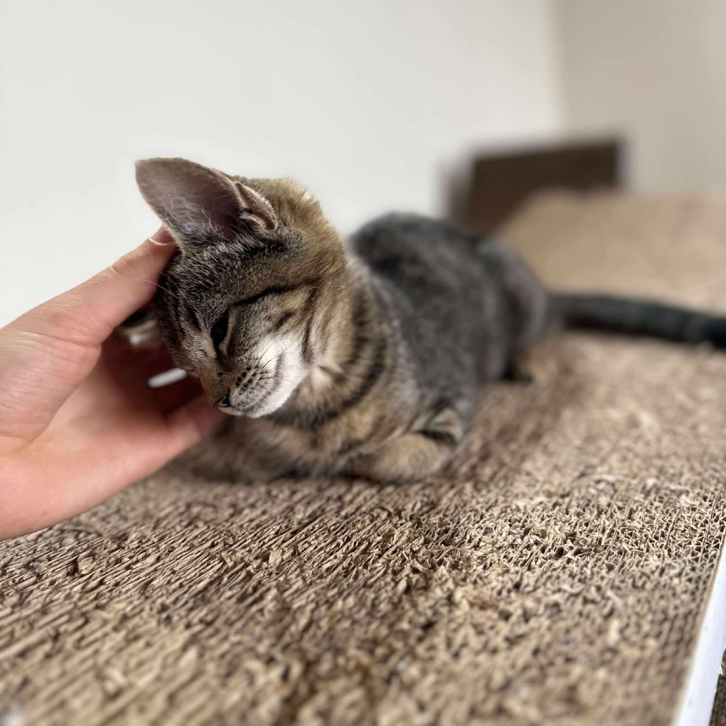 Mochi