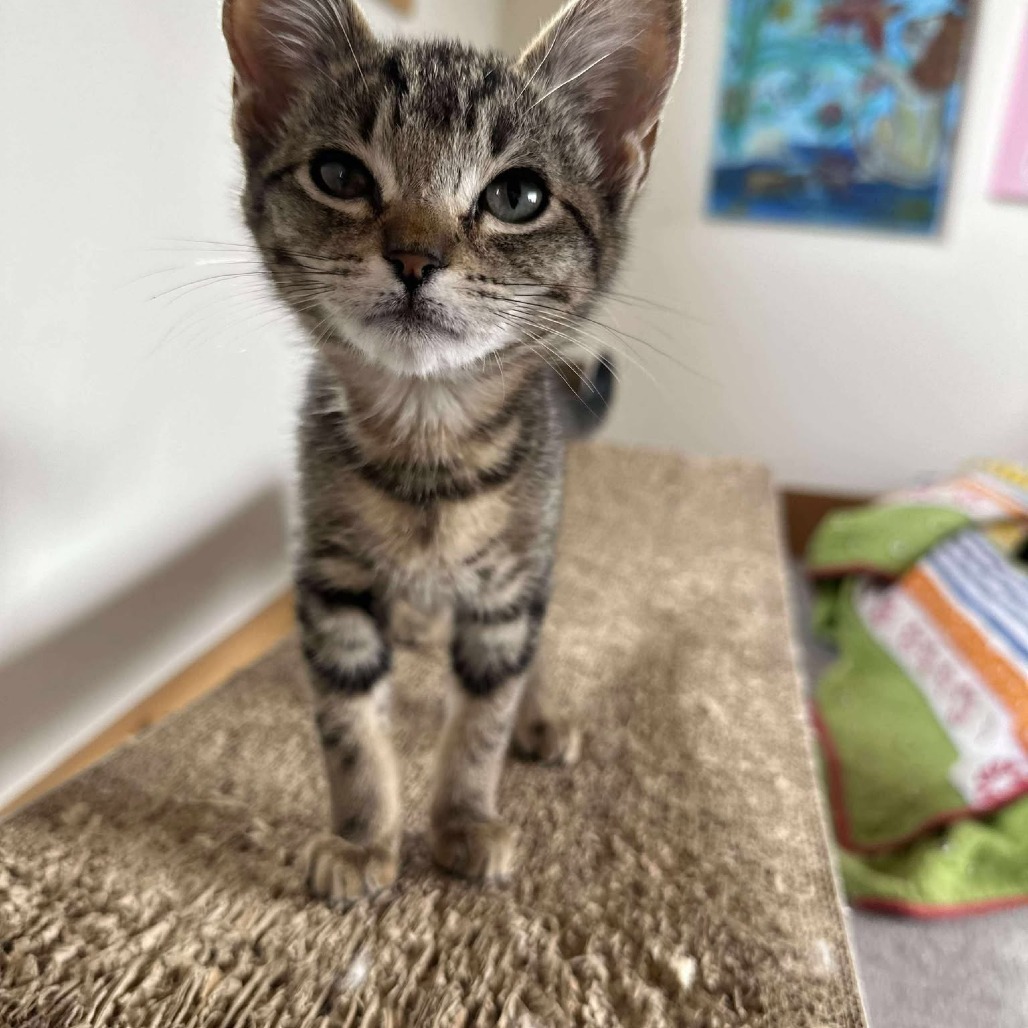 Mochi